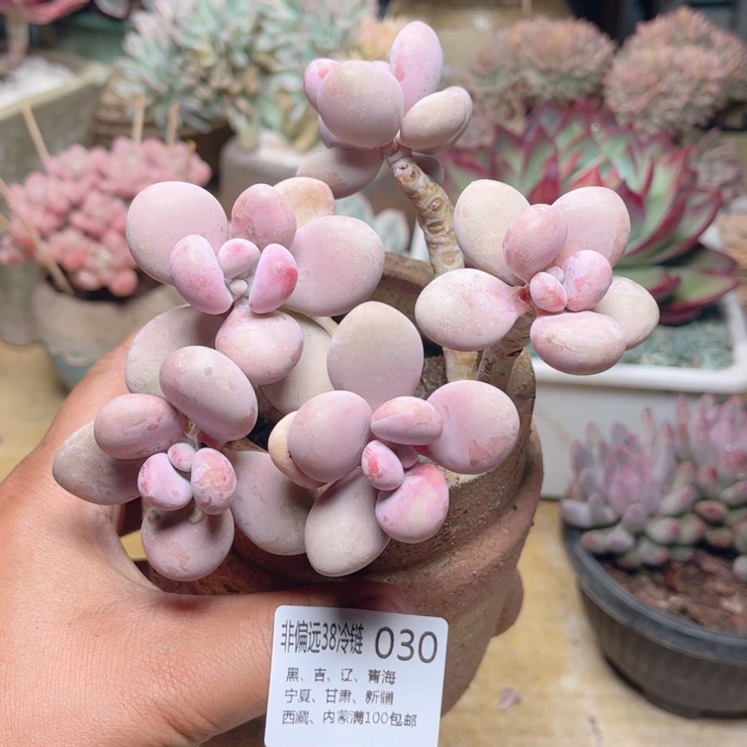 030桃蛋德华多肉