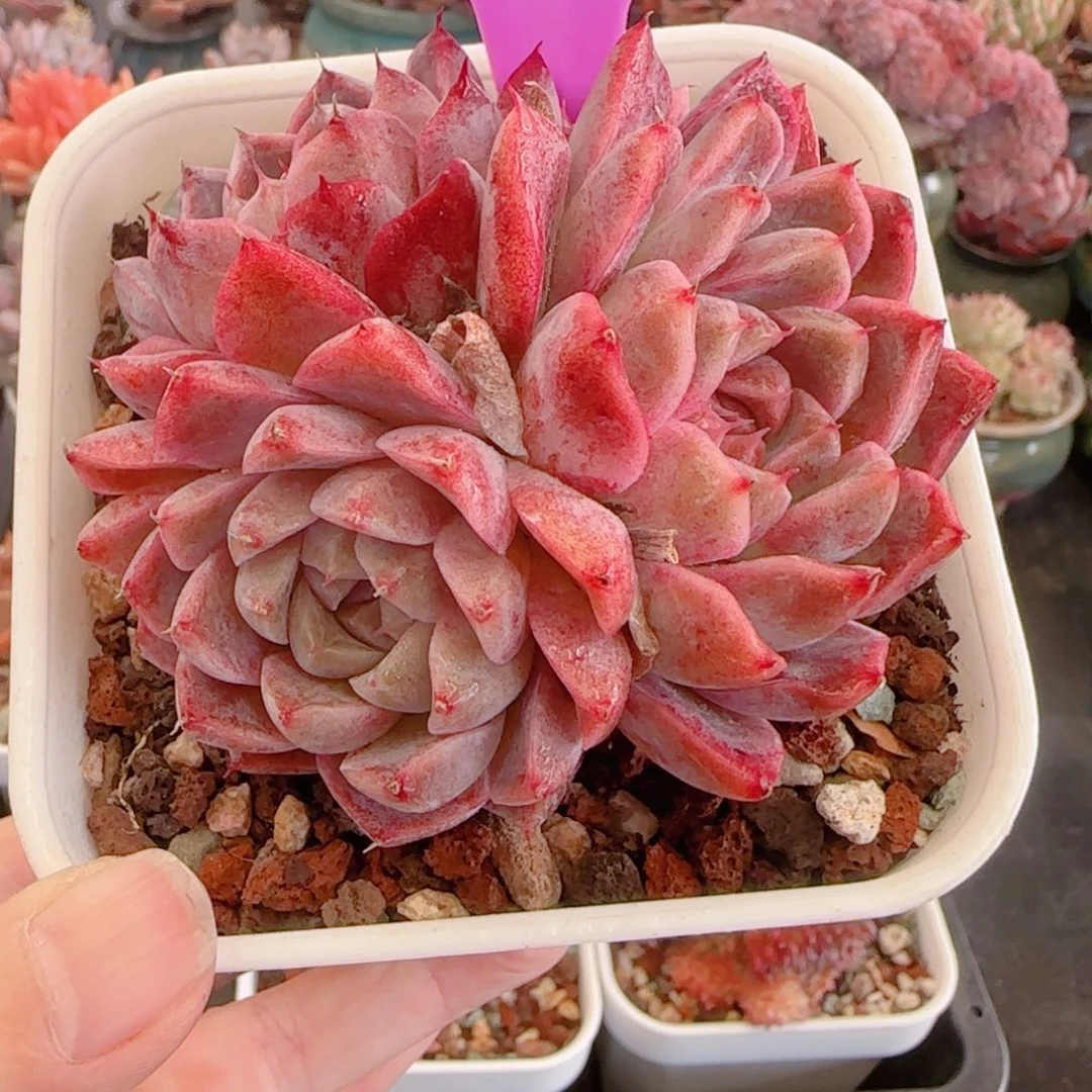 多肉植物3085………….