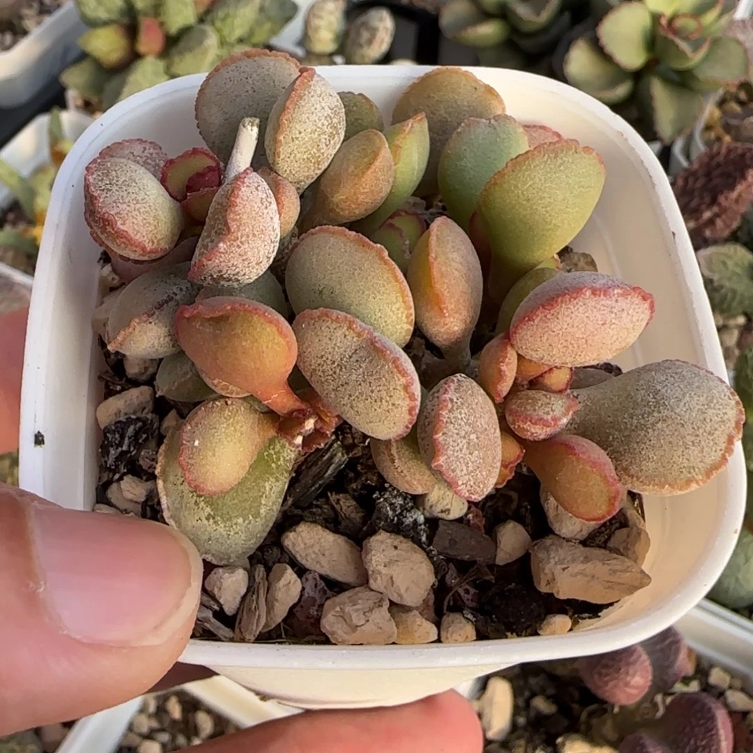 梦露女神水泡多肉