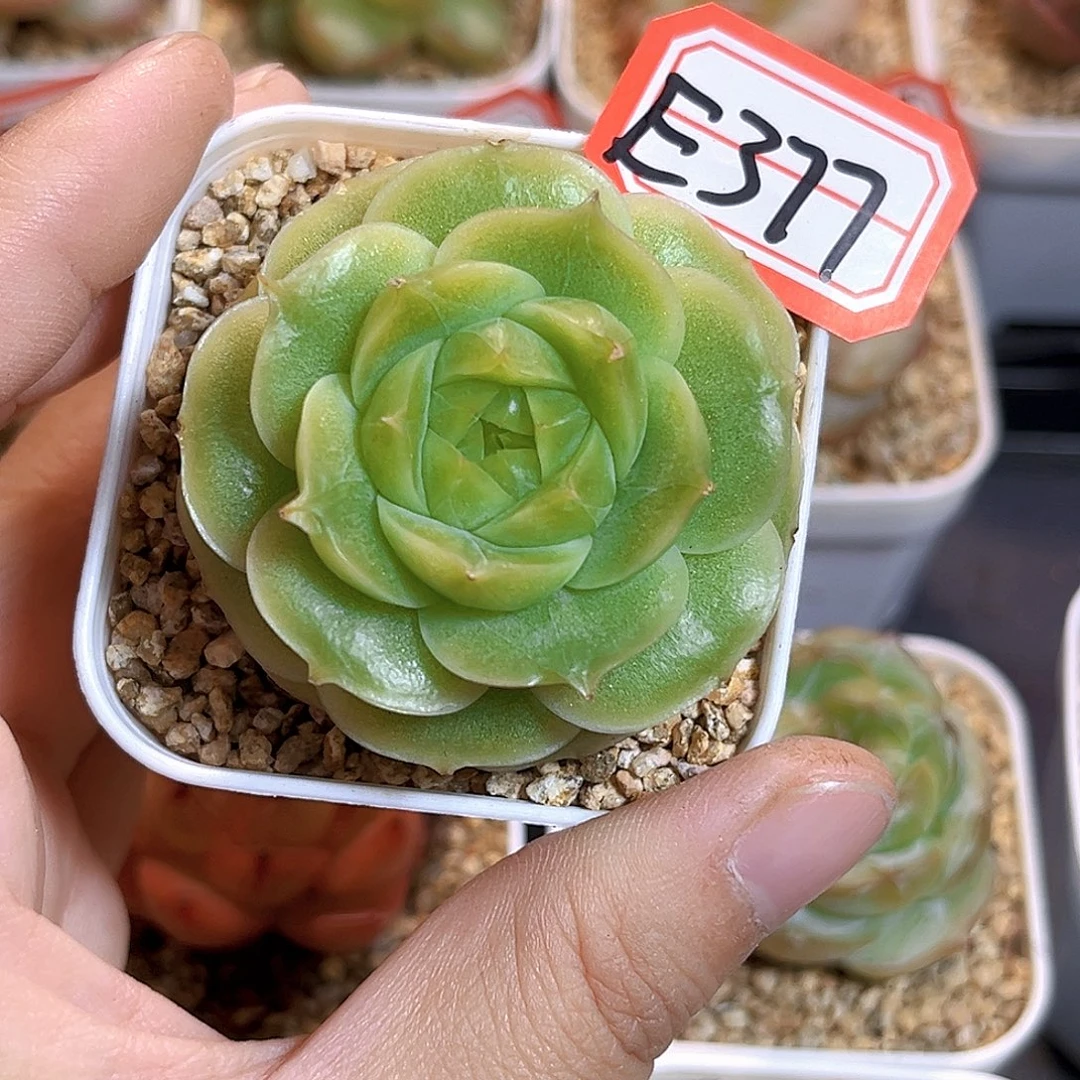 E377一物一拍 听白