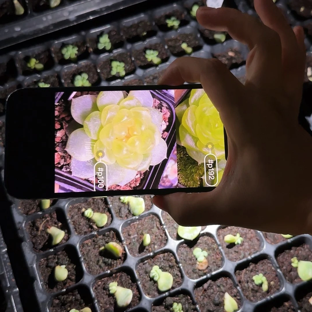 P100 甜心芝麻一个满25包邮