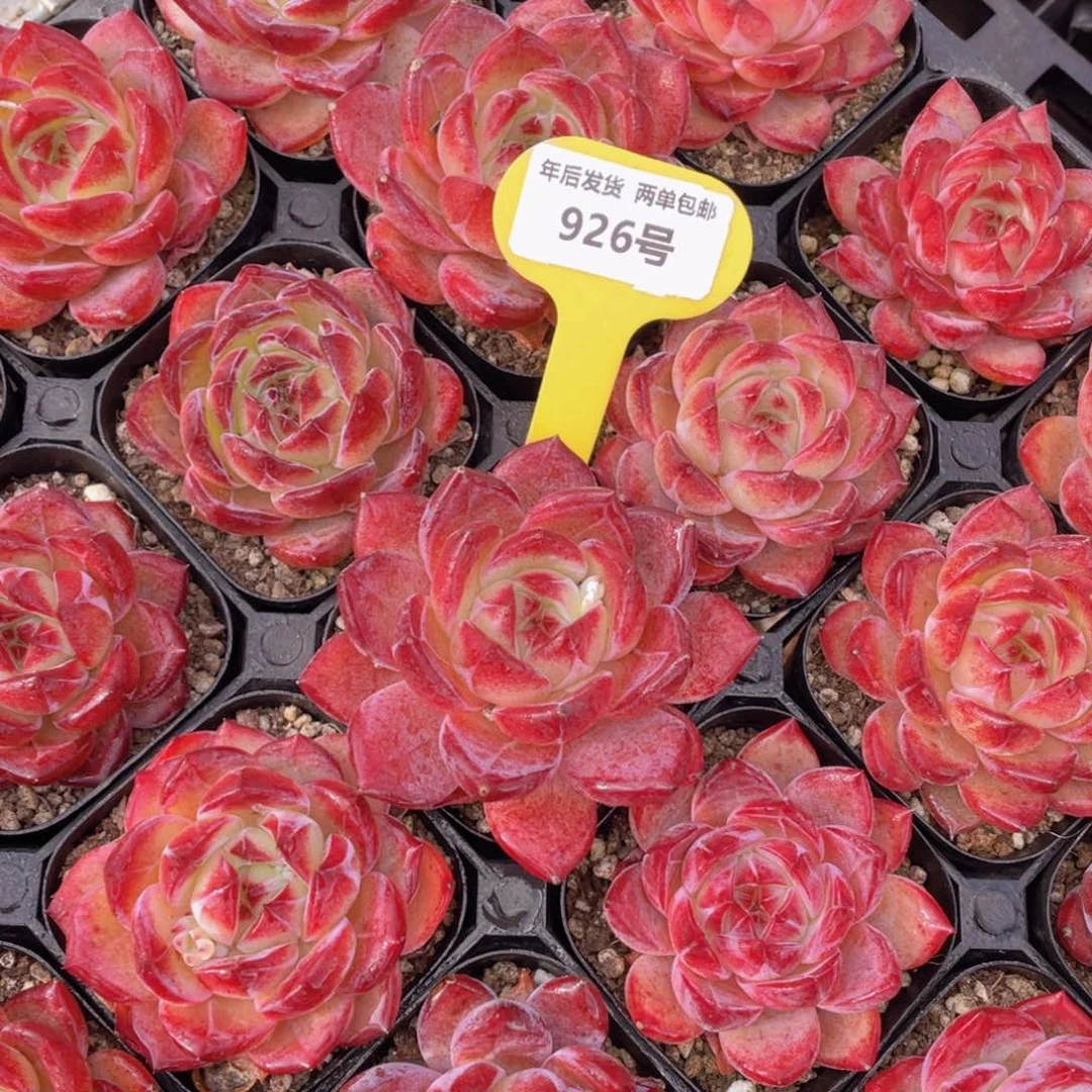 926号全红夜魔侠单头一个