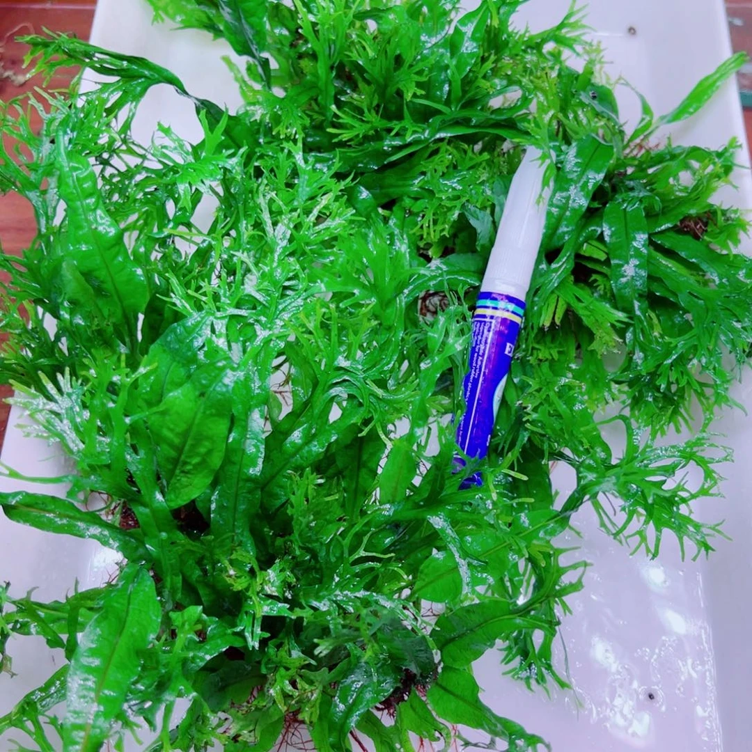 美小呆哇塞套餐一份