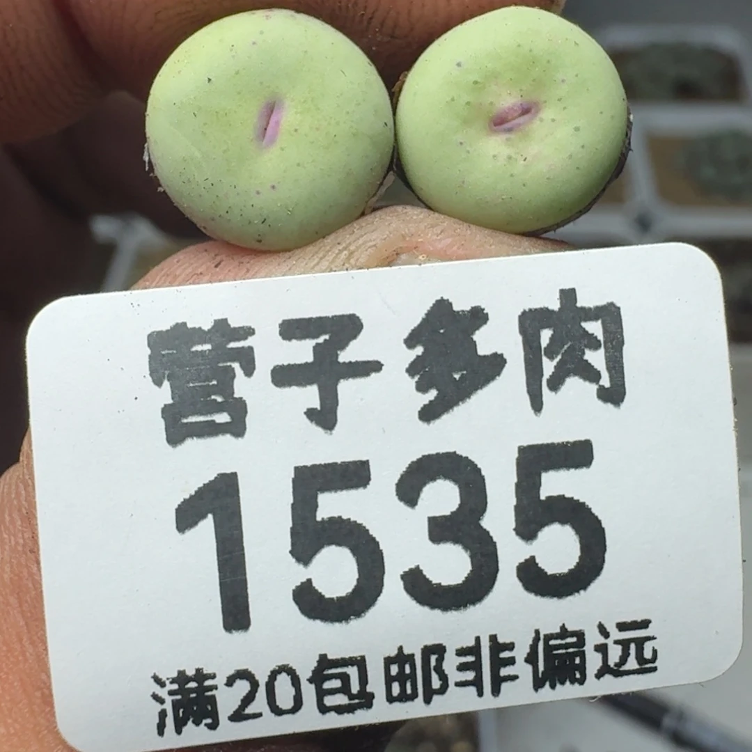 紫皮大红嘴。