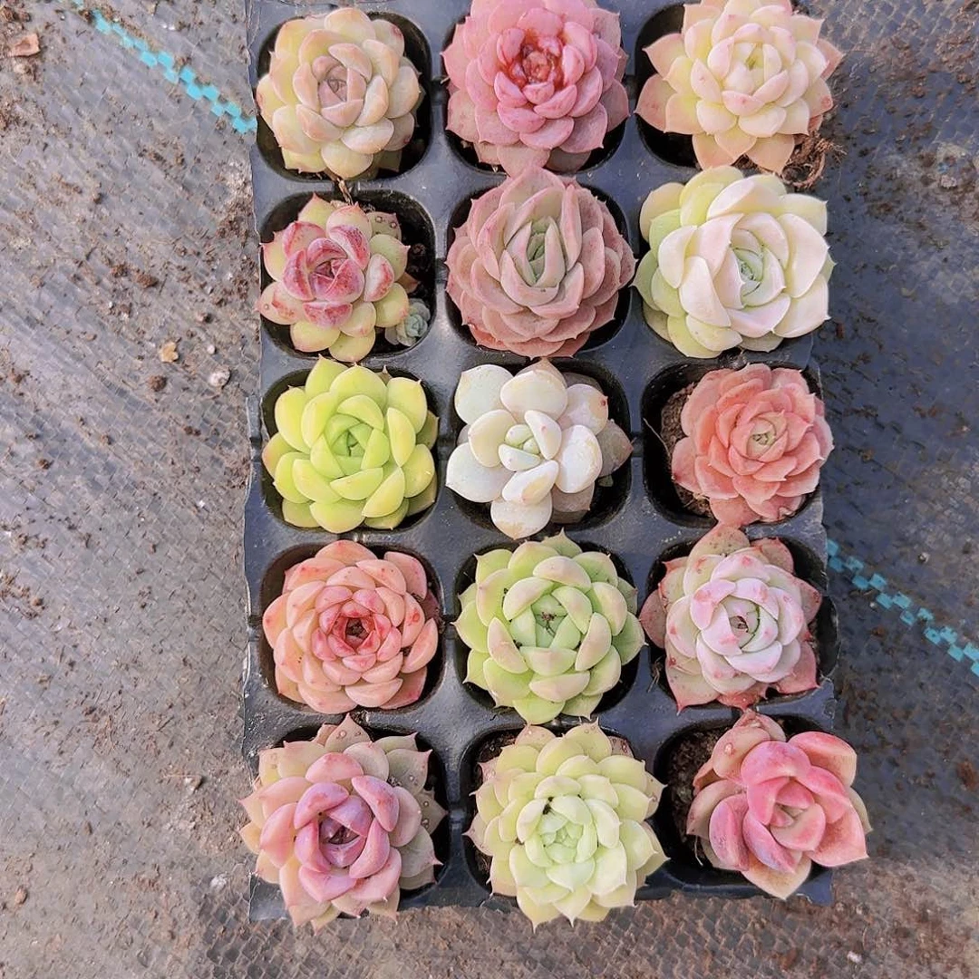 饭盒小苗保底100颗以上量拍