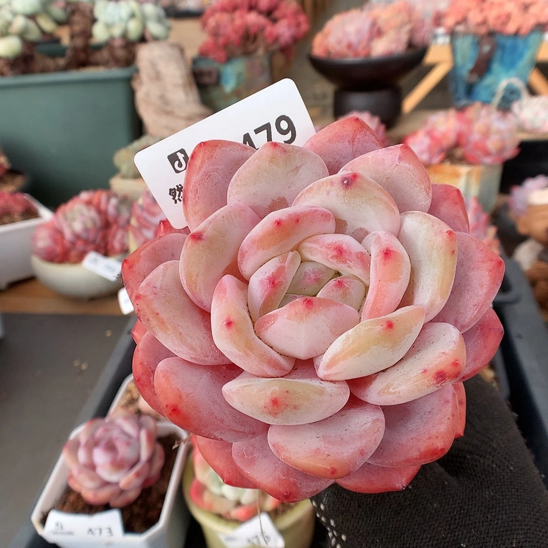 479日本雪天使多肉植物