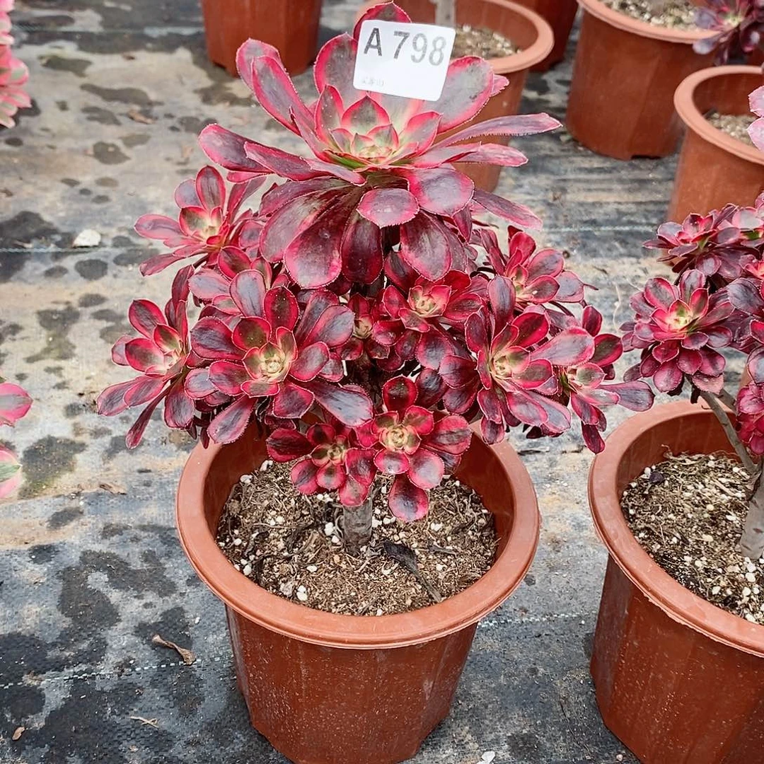 丽娜798炖肉11111