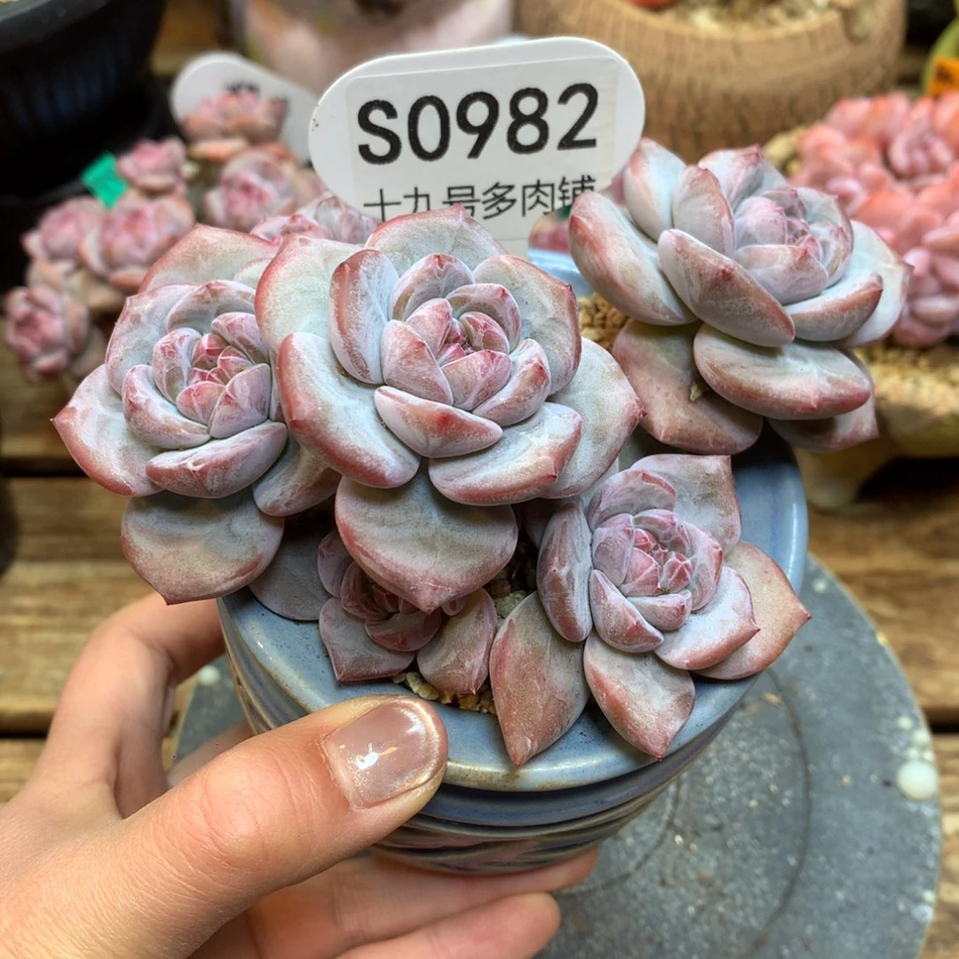 S0982 突尼斯 小老桩 小树