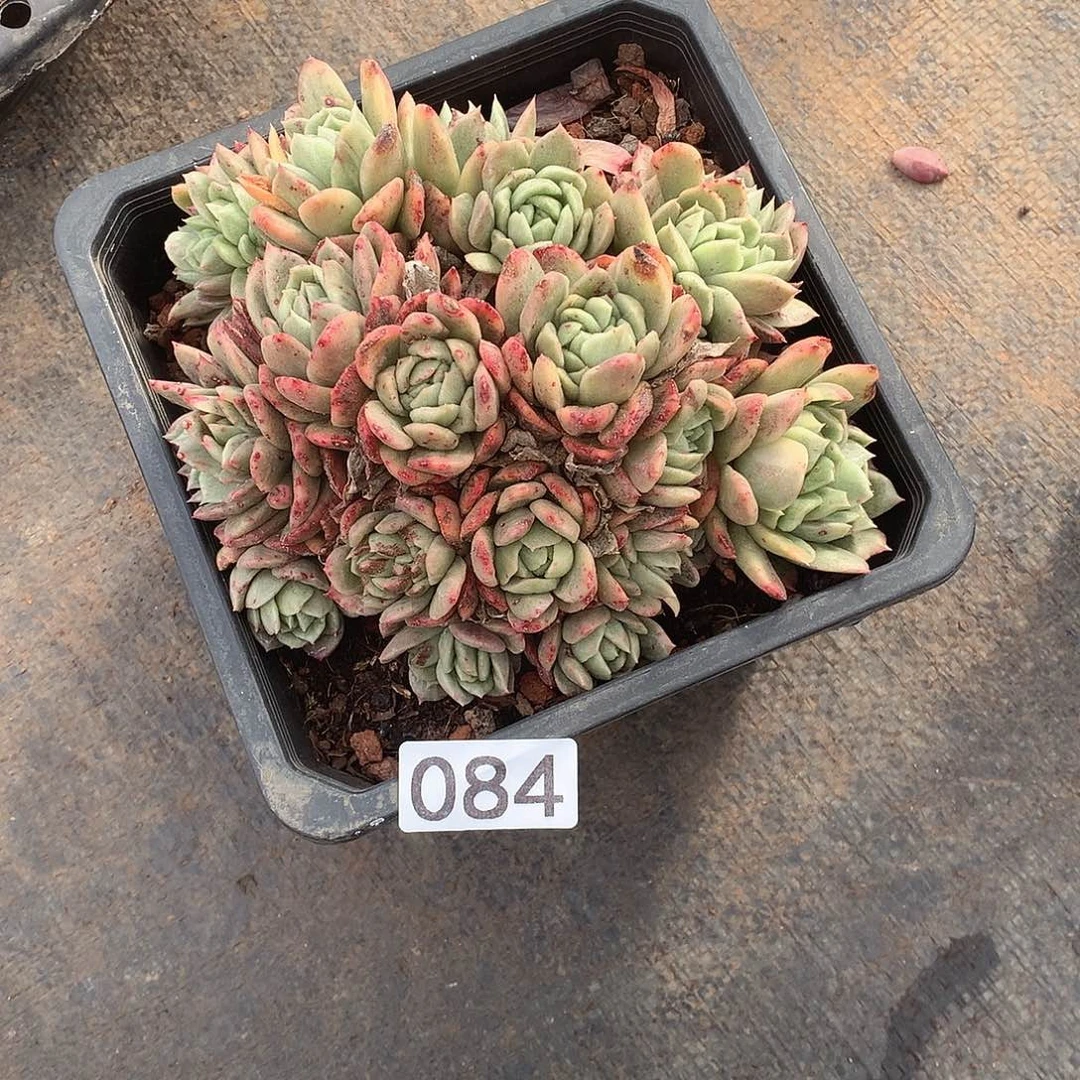 084 一物一拍多肉