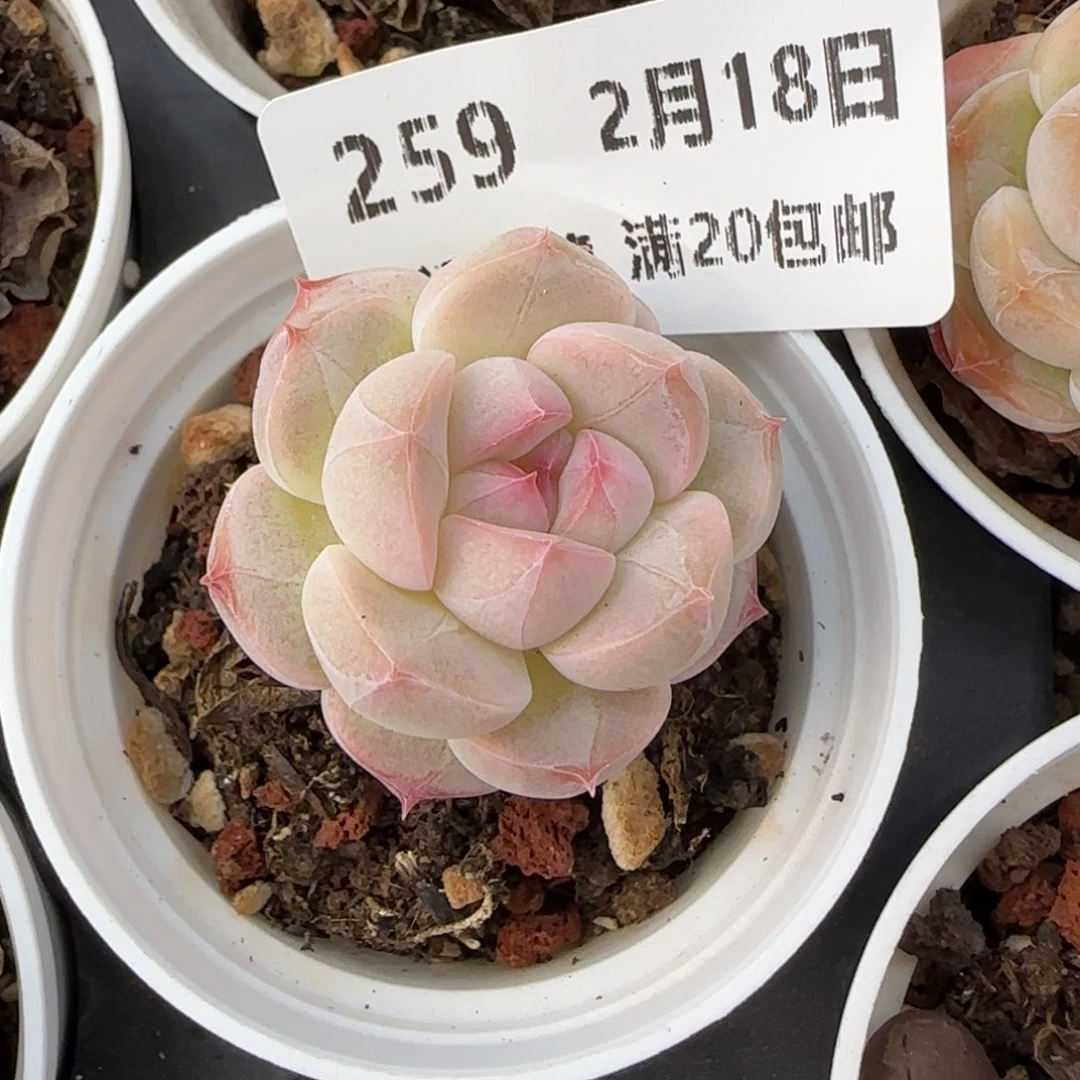 十**到花语逸境0218-259