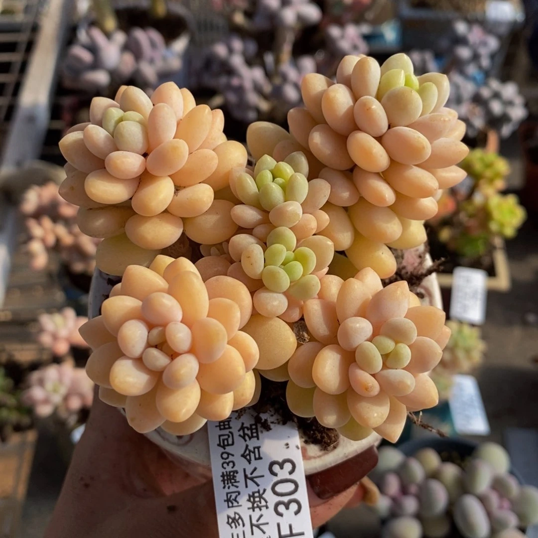 洛可可303/7cm运输掉叶