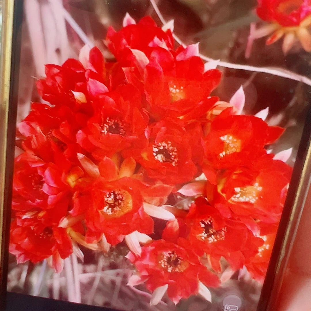 丽花 香姬t侧芽 满20包邮