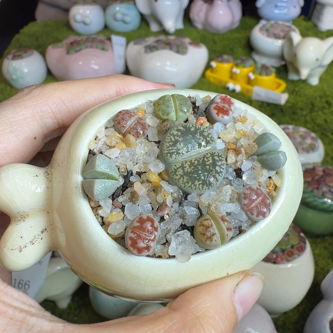 陌***沫多肉植物福利冲冲1232