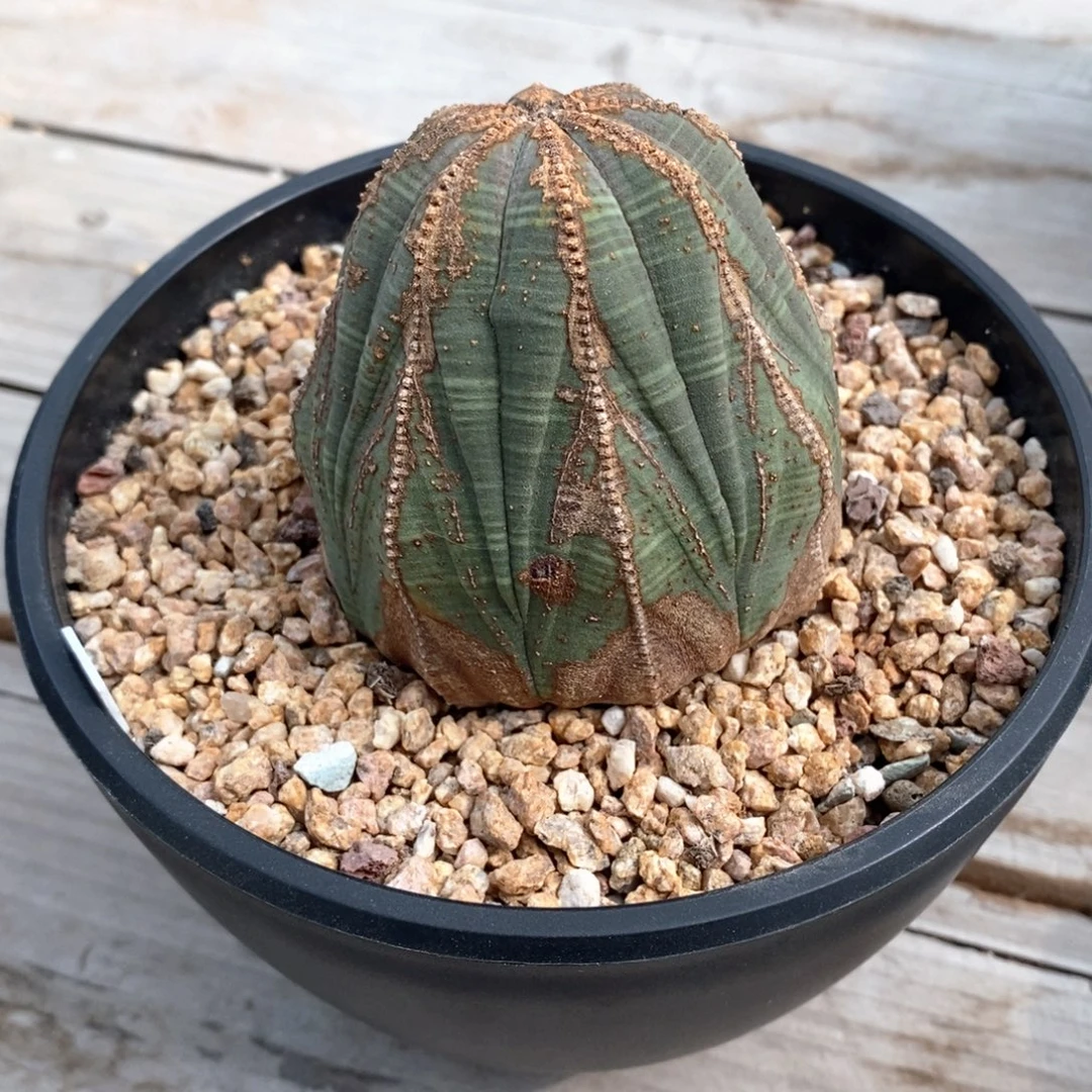 26 欧系实生布纹球多肉植物