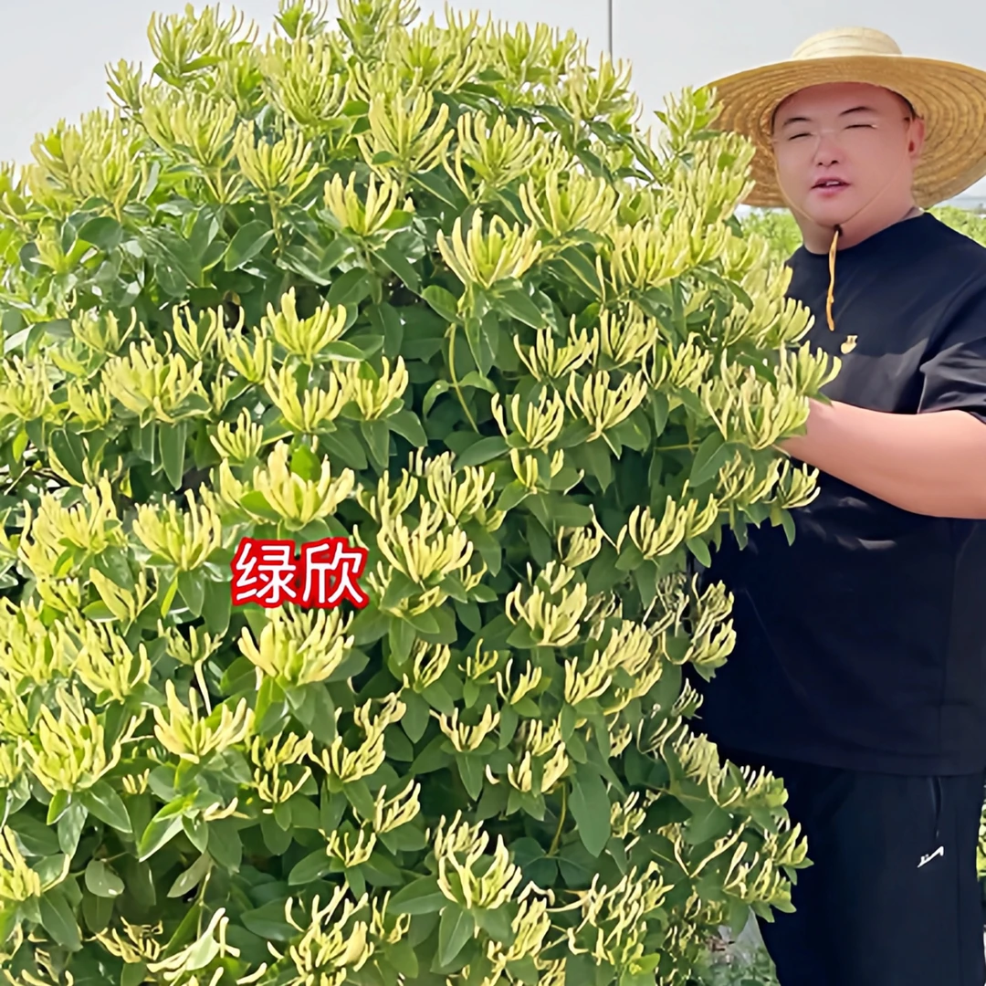 1株鲁峪一号金银花三年苗