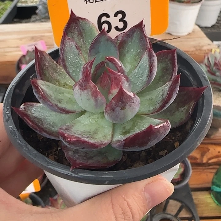 63惊鸿仙子多肉植物