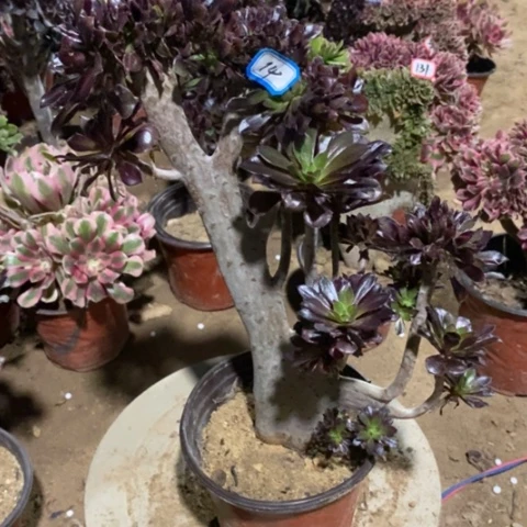 黑法师缀一物一拍