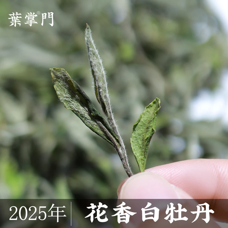 【2025年花香白牡丹】35g 叶掌门福鼎白茶