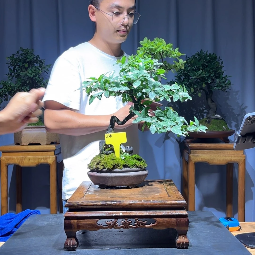 无花朵三*金弹子是真的好看