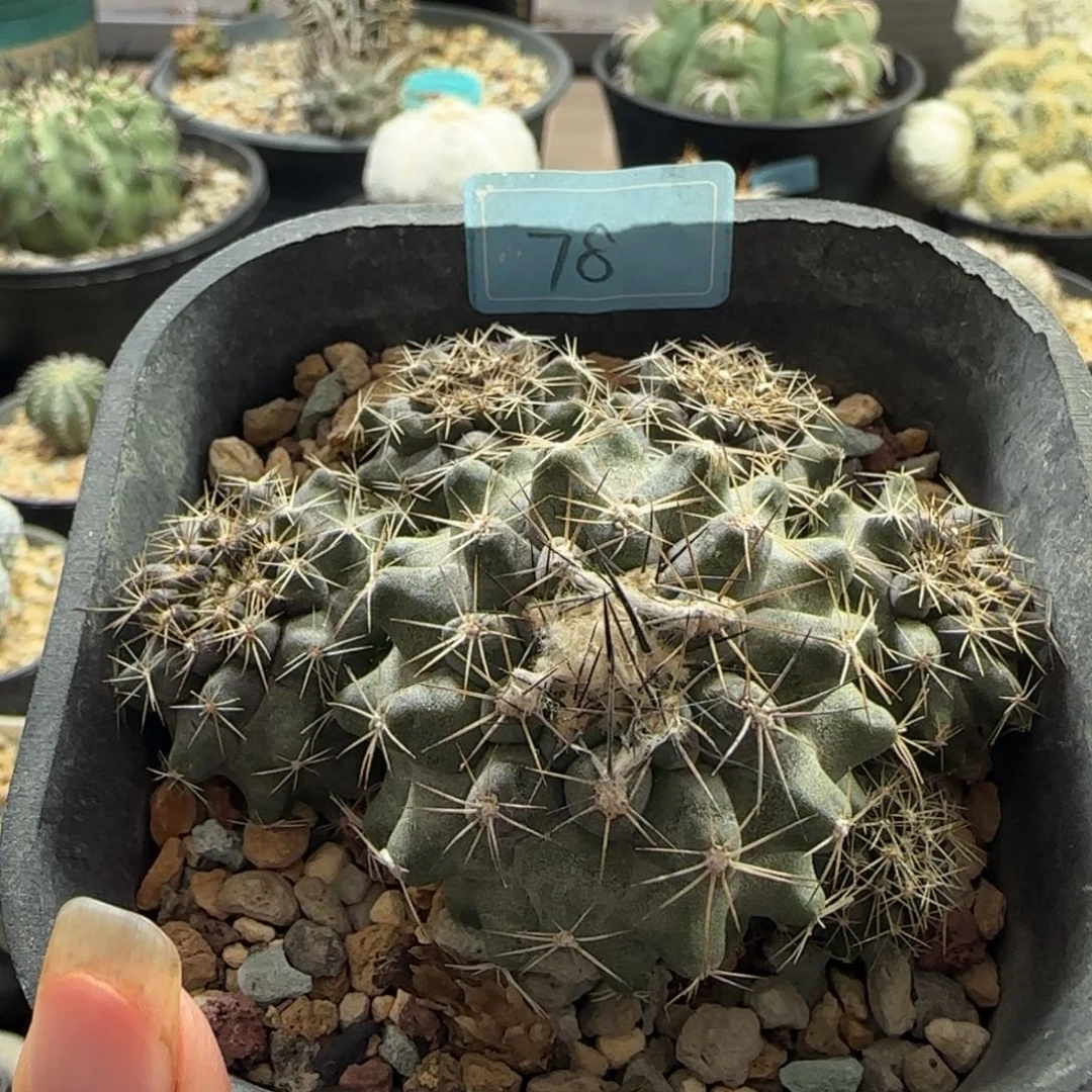 034实生公子丸多肉