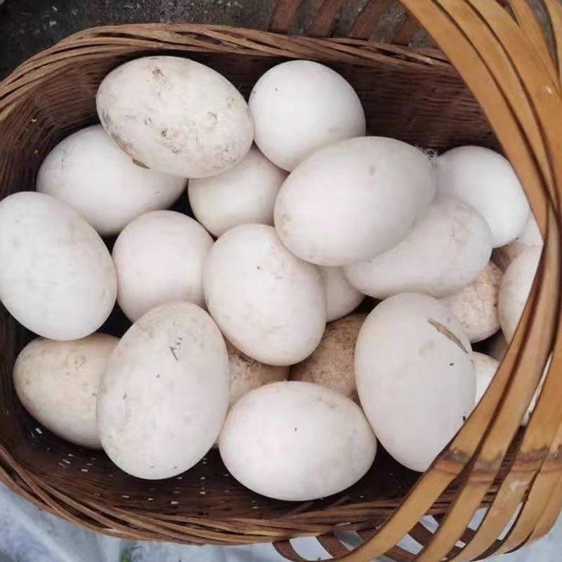 云南农家散养土鸭蛋现捡现发新鲜保真正宗农家放养