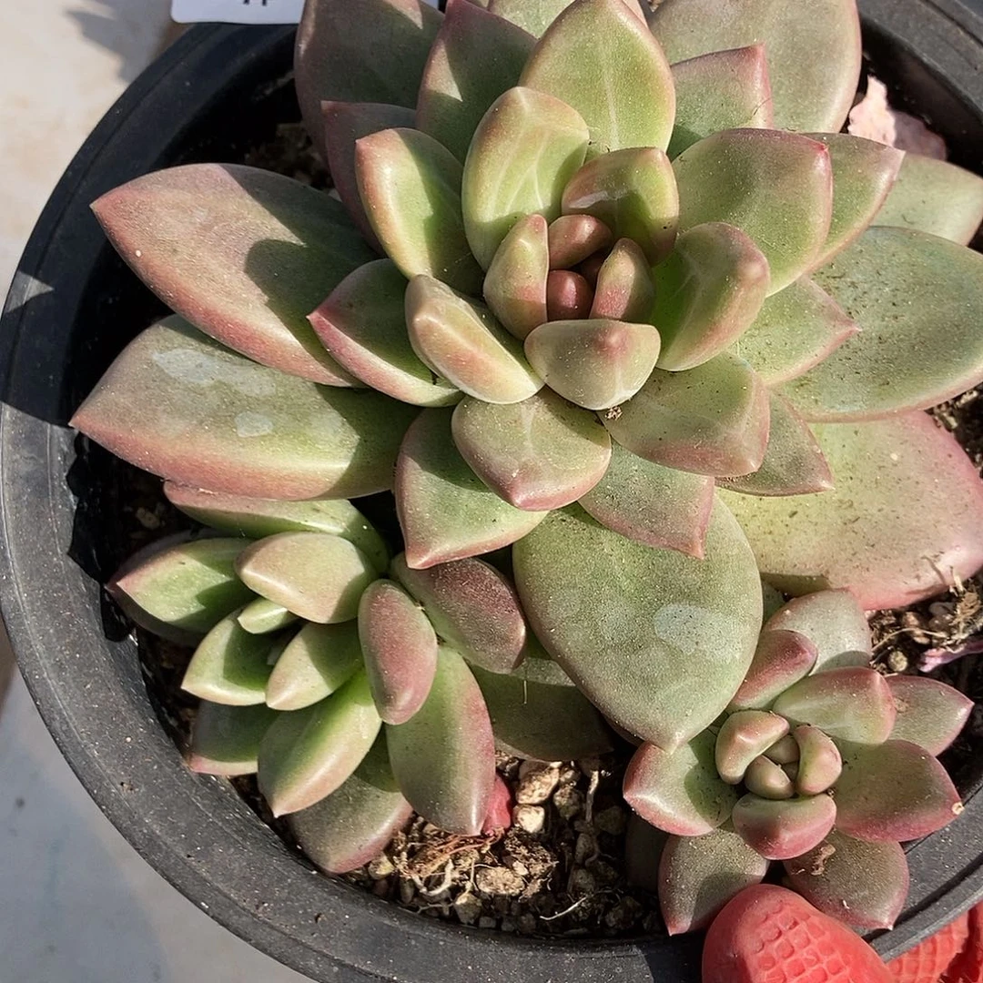 427 一物一拍不退不换