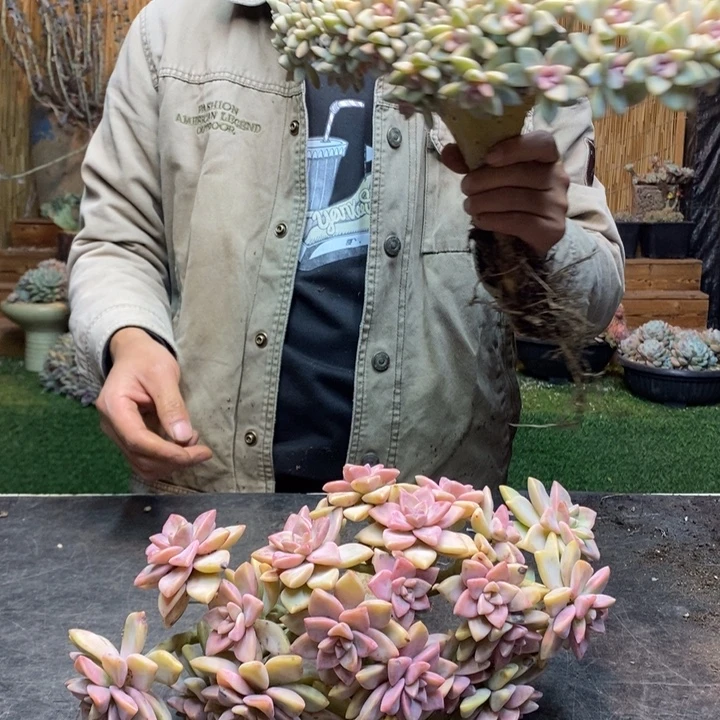 静***776 号淡雪多肉植物