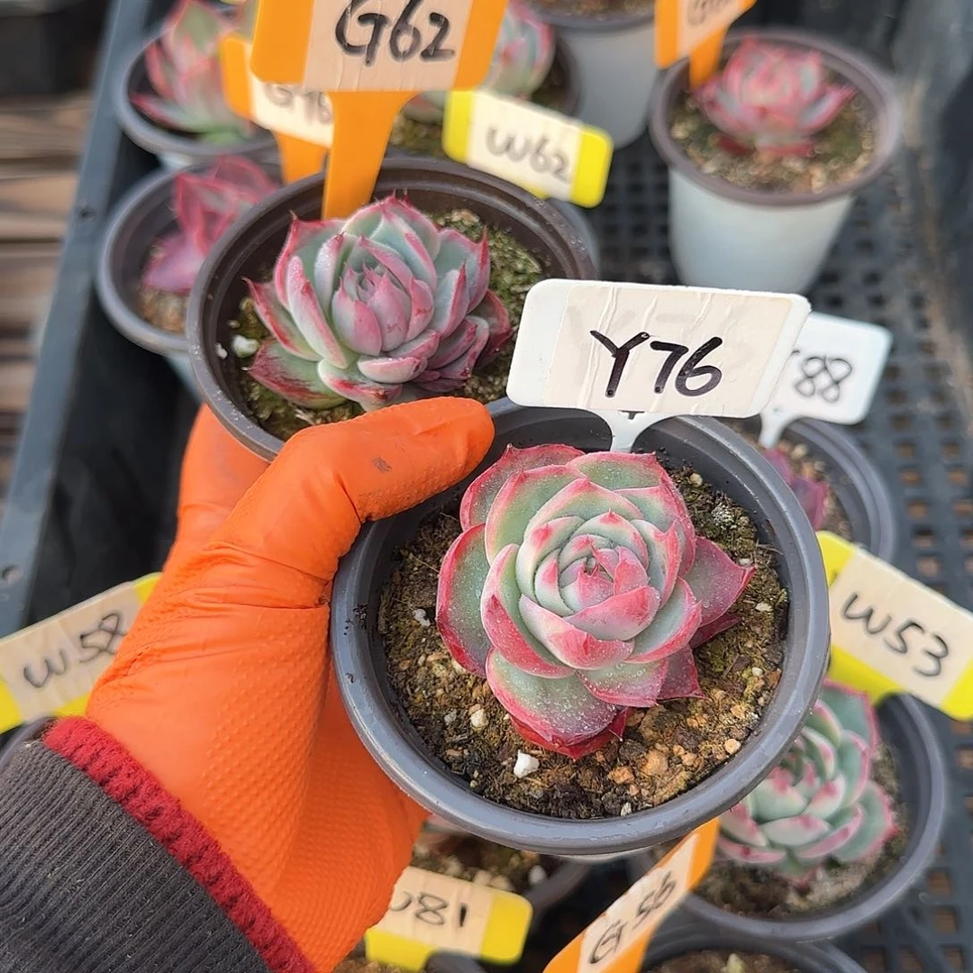 熊***毛G62Y76惊鸿单头多肉