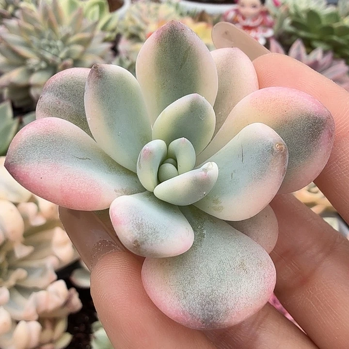 福袋一颗彩色奥普锦腹轮锦