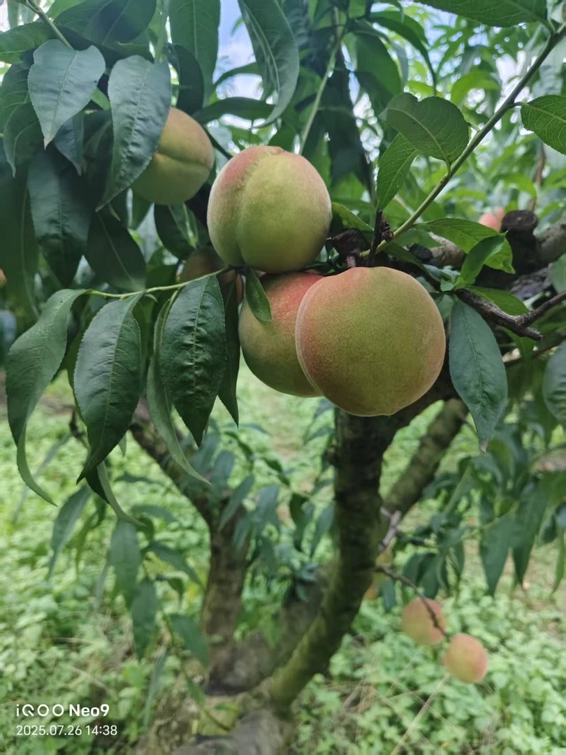 贵州特色艳红桃脆桃新鲜水果当季水果整箱当季农家自种