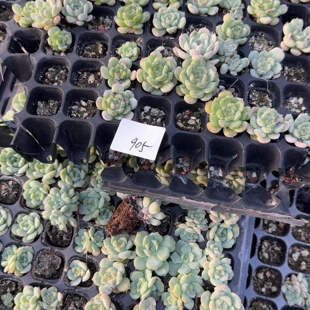 905 号两半盘满20包邮