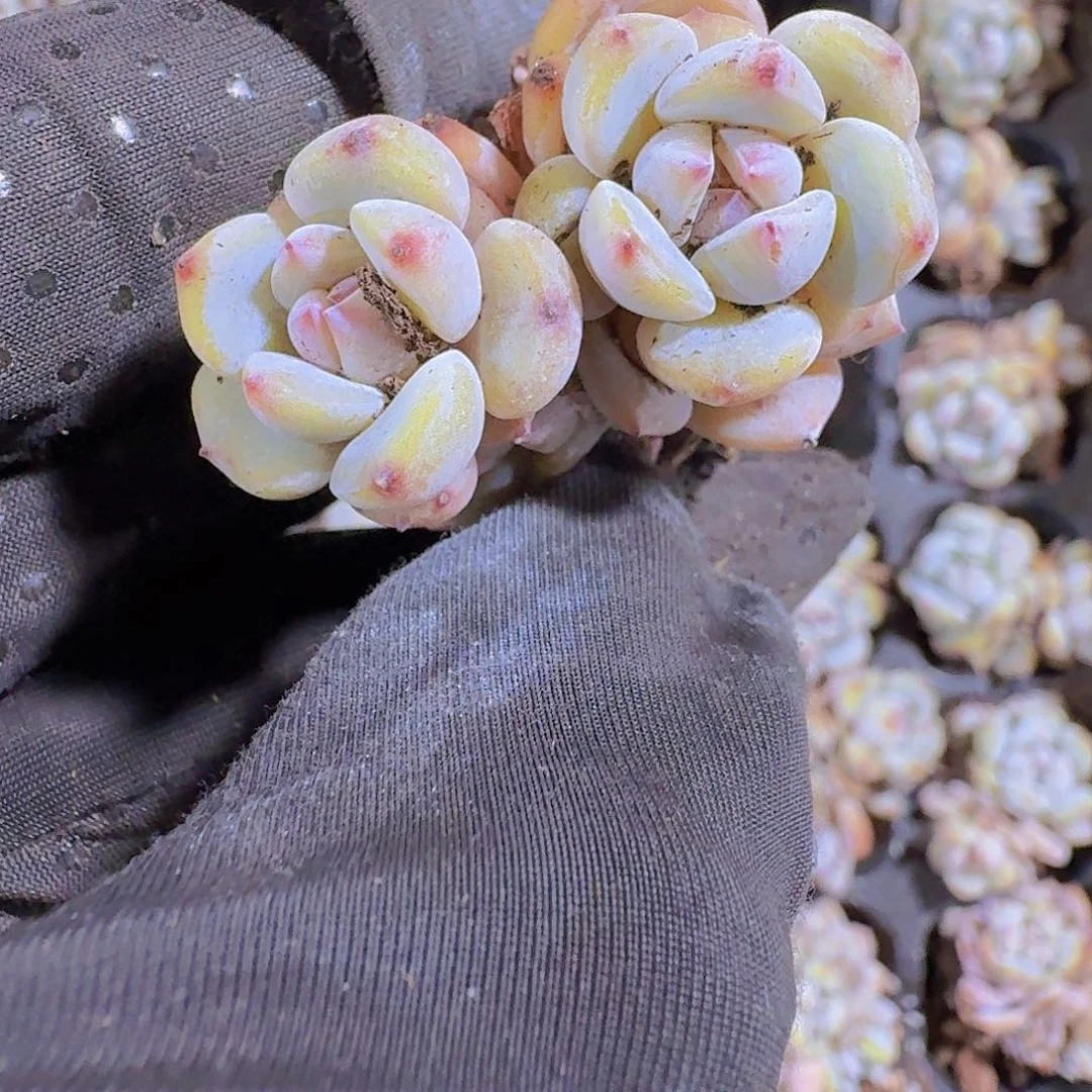 精品星星橙两颗一组