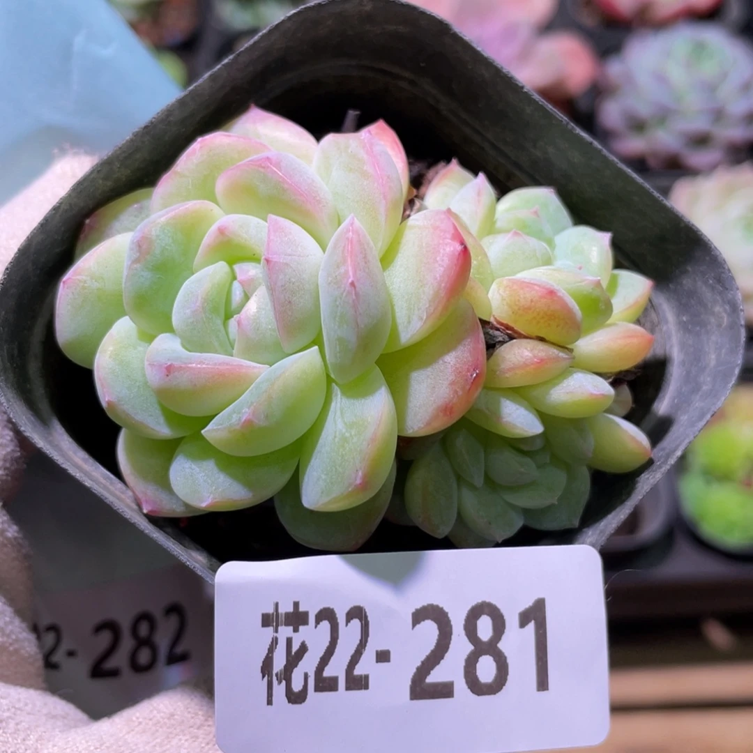 花利美22-281新品