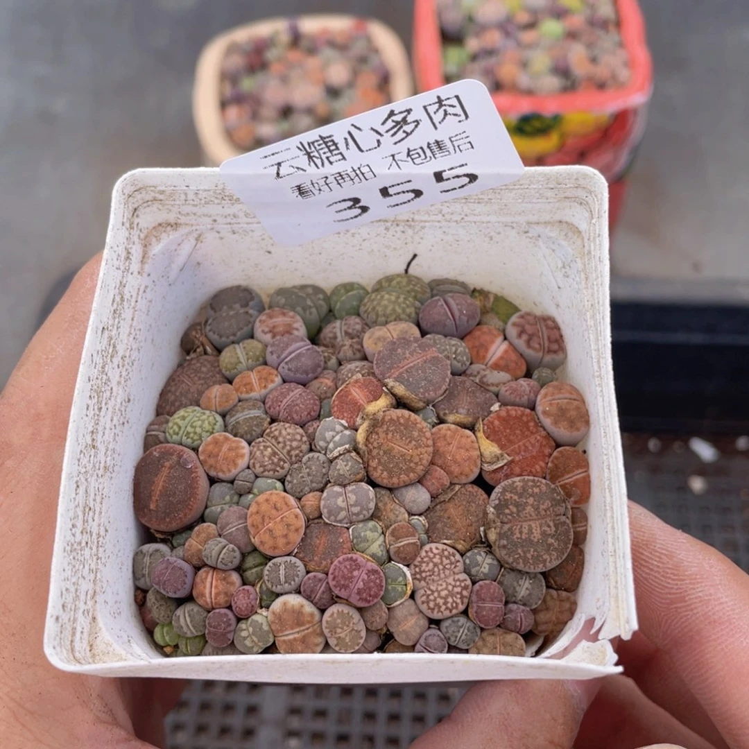 云糖心多肉植物355