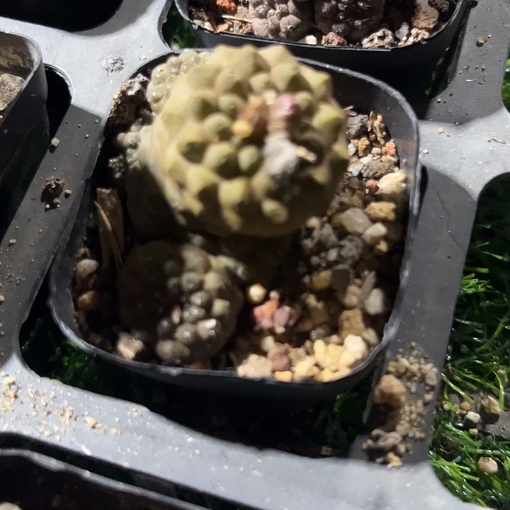 蜥蜴皮带仔满25包邮