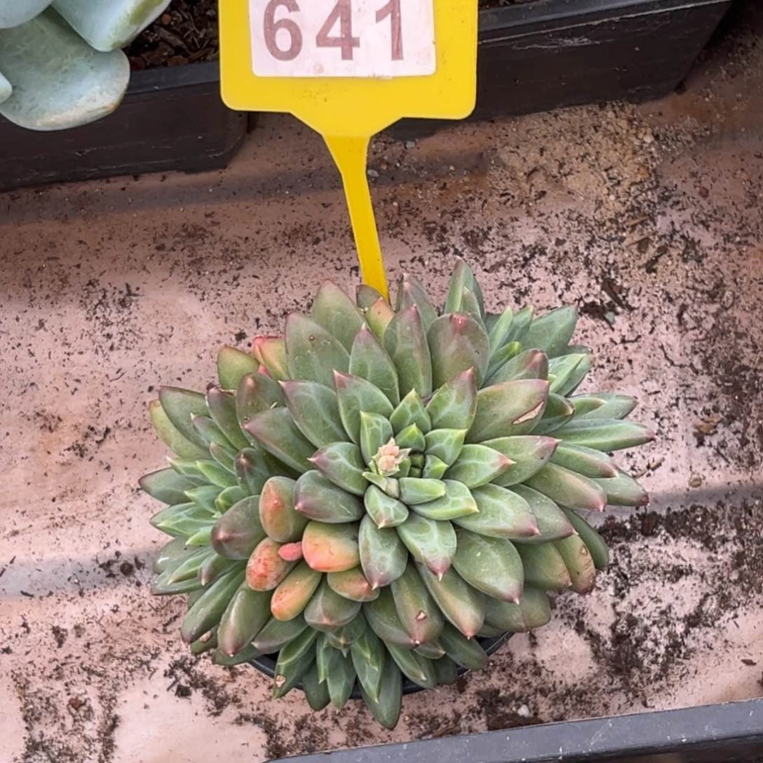 多肉植物彩体美人641