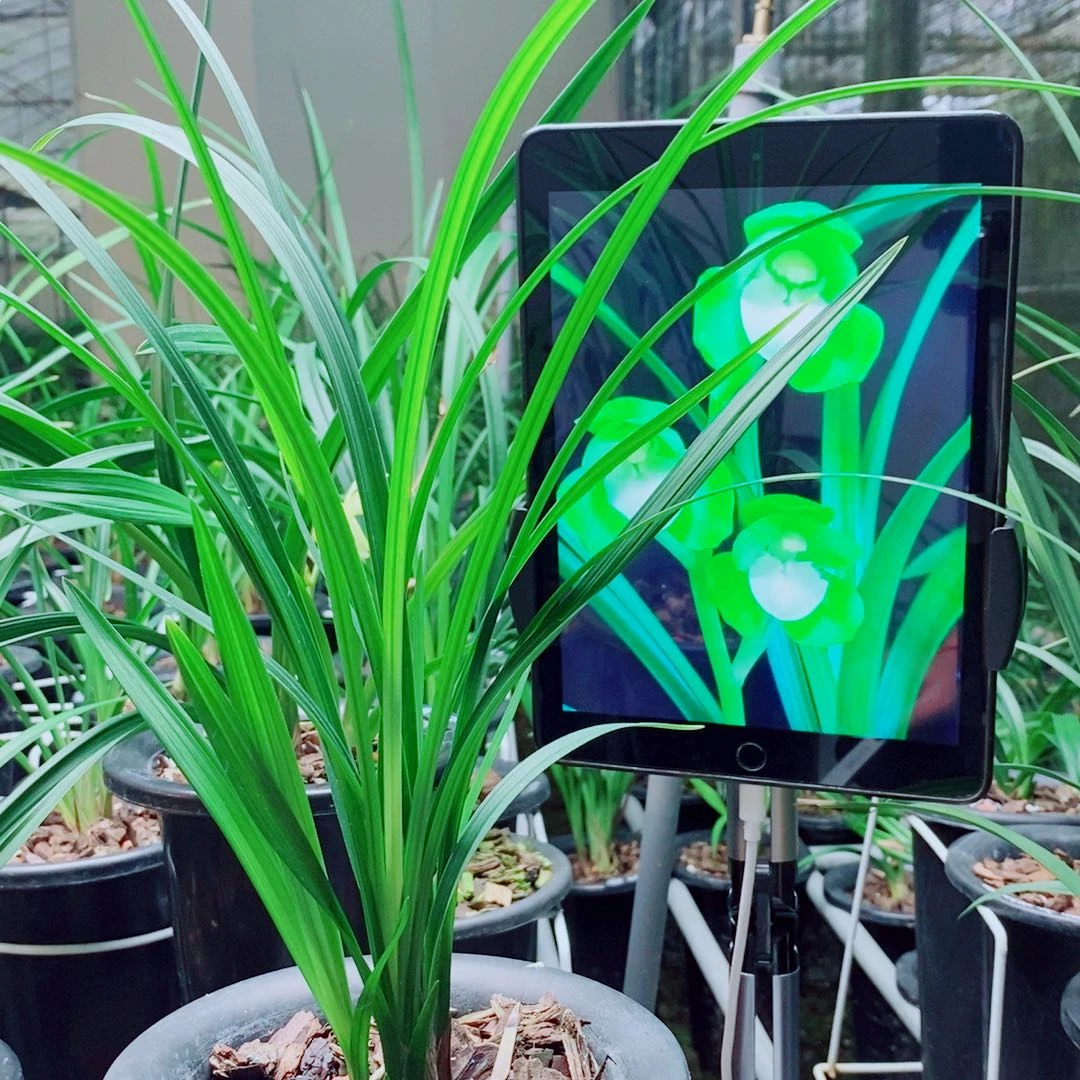 当前无花栽培后可以开花