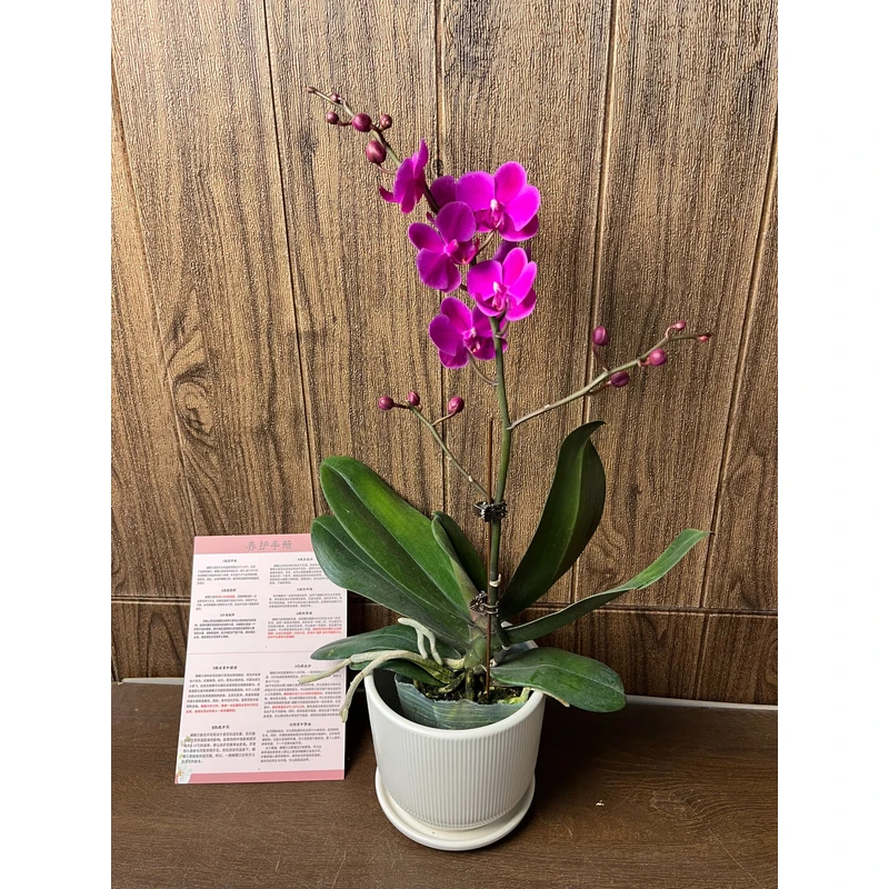 满天红 精品蝴蝶兰 红色花型 室内精品观赏 真花