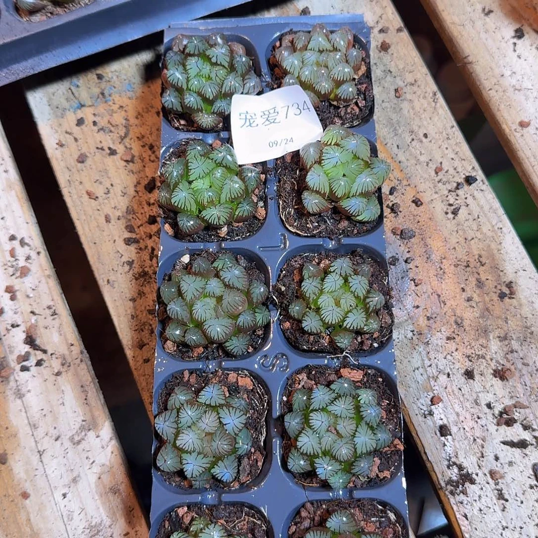 直播福利一物一拍734