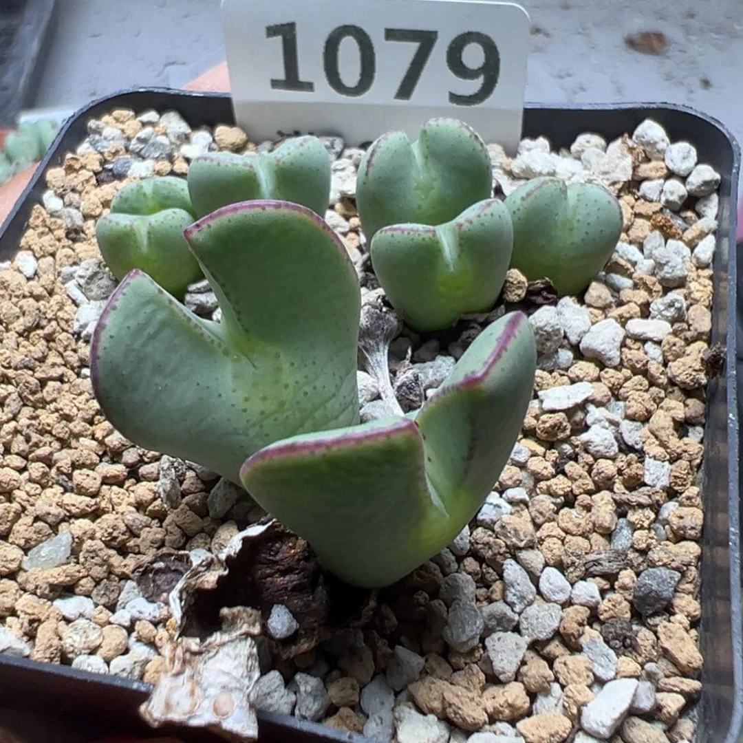 【闪购商品】 1079。