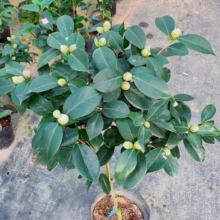 完全开放超五茶花