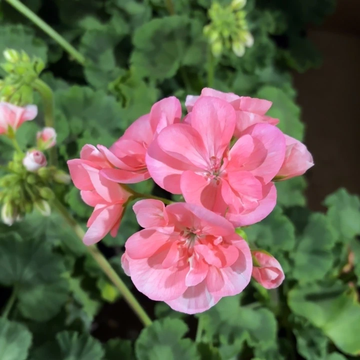 全部花苞粉色857天竺葵