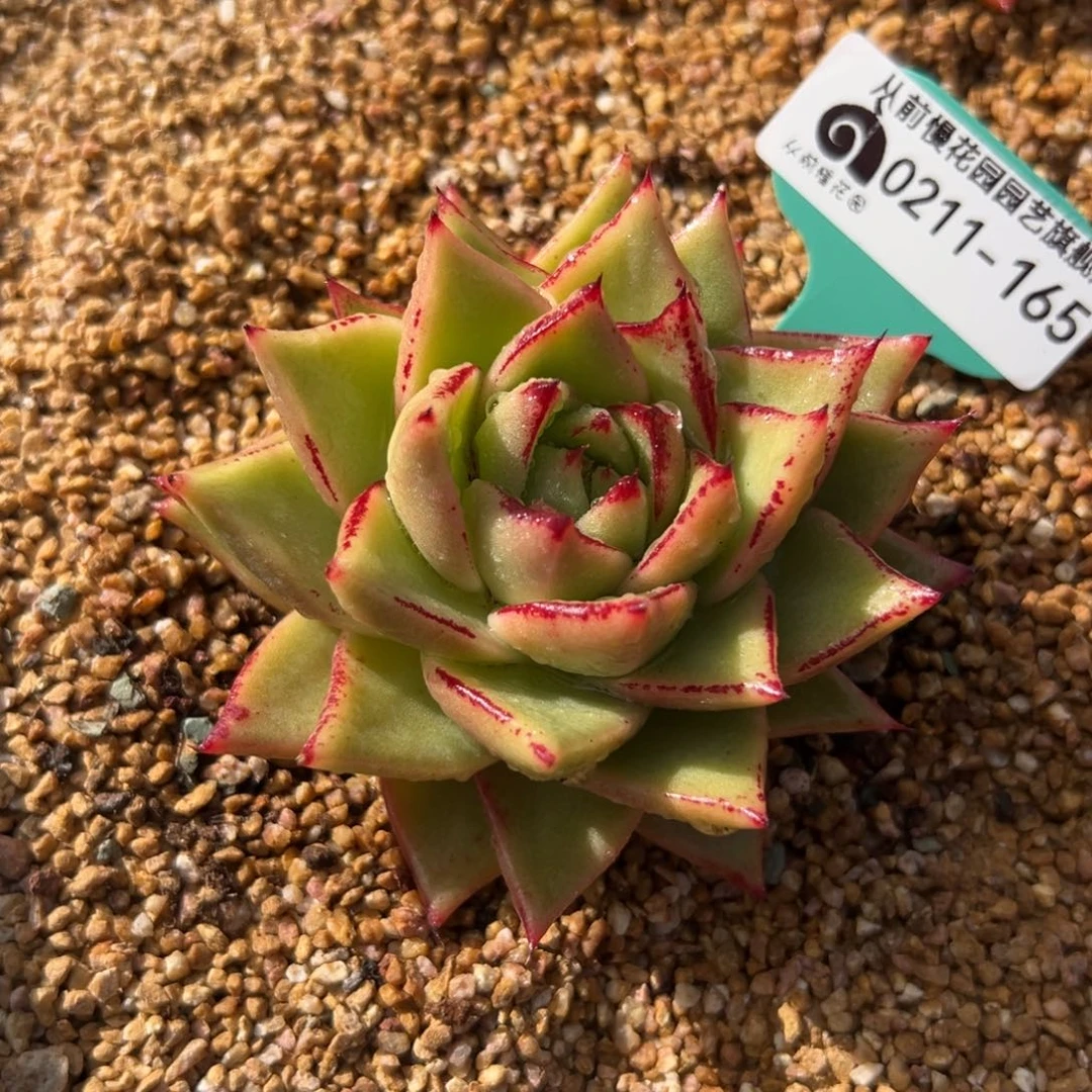 多肉一物一拍0211-165