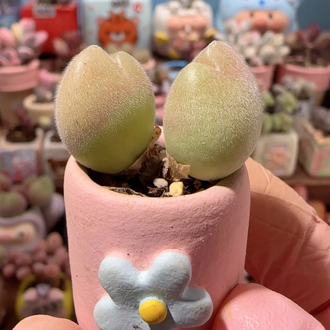 可爱毛翠 盆口2cm
