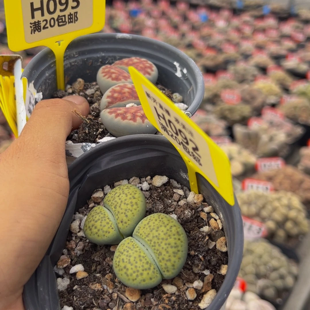 093.092 生石花大群生大群生