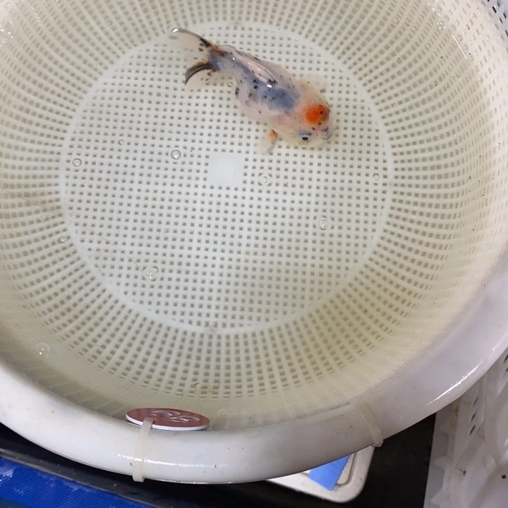 狮头鱼金鱼活体20