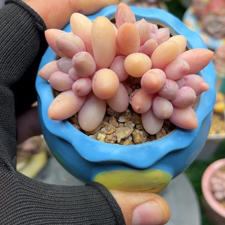 带土带盆，一物一拍