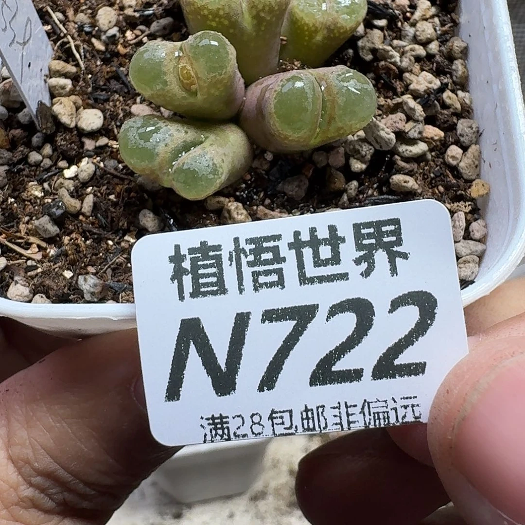 多肉植物的润泽地ghj