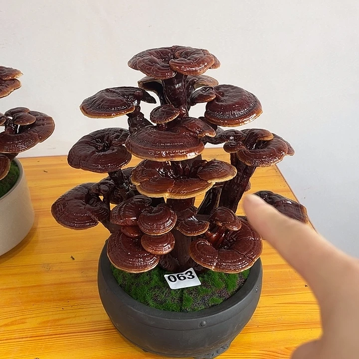 全部花朵888888888888888888