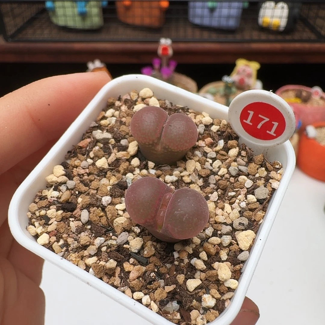 多肉植物福利风铃171两颗一起